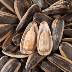 Acheni di girasole con semi