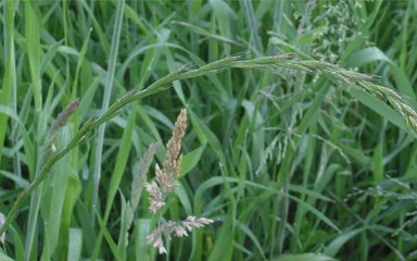 Elytrigia_repens-Gramigna_comune