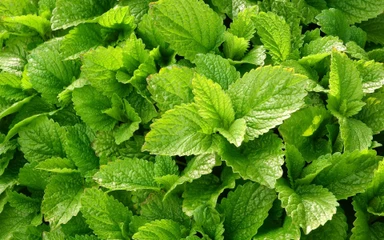 Melissa-melissaofficinalis