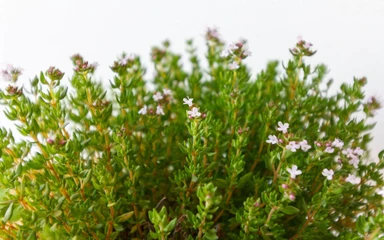 Thymus-vulgaris