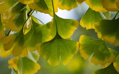 ginkgo-biloba