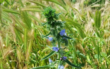 Echium-vulgare