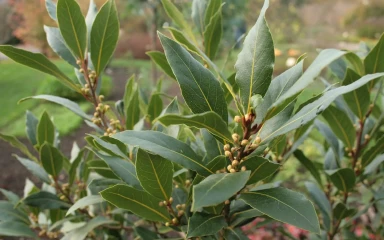 Laurus-nobilis