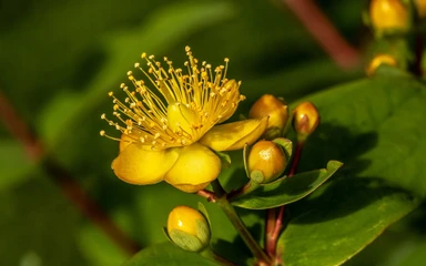 hypericum-perforatum