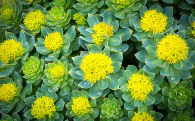 rhodiola-rosea