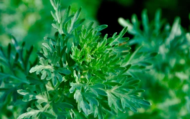 Artemisia-absinthium
