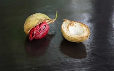 Myristica-fragrans-01