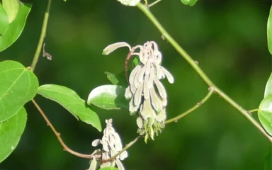 griffonia-simplicifolia-01