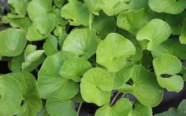 Centella_asiatica