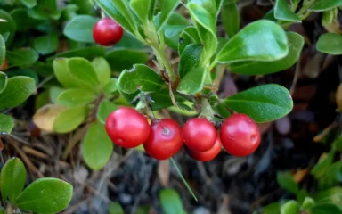 arctostaphylos-uva-ursi