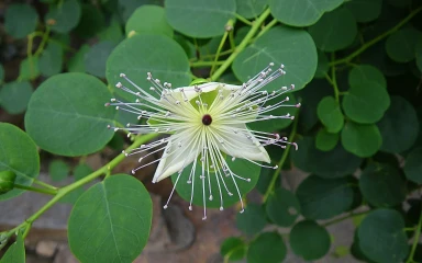 capparis spinosa