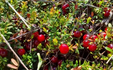 vaccinium macrocarpon
