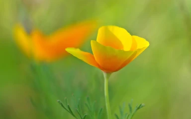 eschscholzia californica