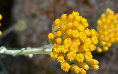 Helichrysum-italicum