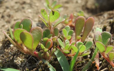 portulaca-oleracea