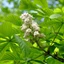 Aesculus-hippocastanum_03