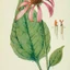 Echinacea-purpurea_04