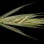 Elymus-repens_02