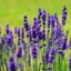Lavanda