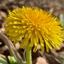 Taraxacum-officinale_02