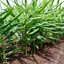 Zingiber-officinale