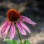 echinacea