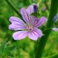 malva-sylvestris