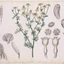 matricaria-chamomilla_3