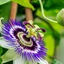 passiflora