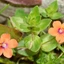 Anagallis_arvensis