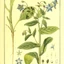 Borago-officinalis_04