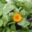Calendula-officinalis_02