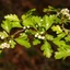 Crataegus-monogyna_02