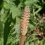 Equisetum-arvense_01