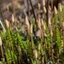 Equisetum-arvense_02