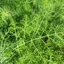 Foeniculum-vulgare_03
