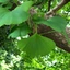Ginkgo-biloba_02