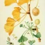 Ginkgo-biloba_03