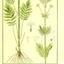 Valeriana-officinalis_04