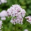 valeriana