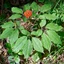 panax-ginseng