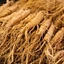 panax-ginseng_01