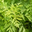 Artemisia-annua