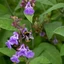 salvia-officinalis-02
