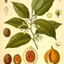 Myristica-fragrans