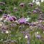 verbena-officinalis-02