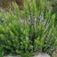 Rosmarinus-officinalis-02