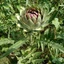 Cynara-scolymus-02