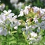 Saponaria-officinalis