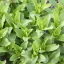 saponaria-officinalis-04